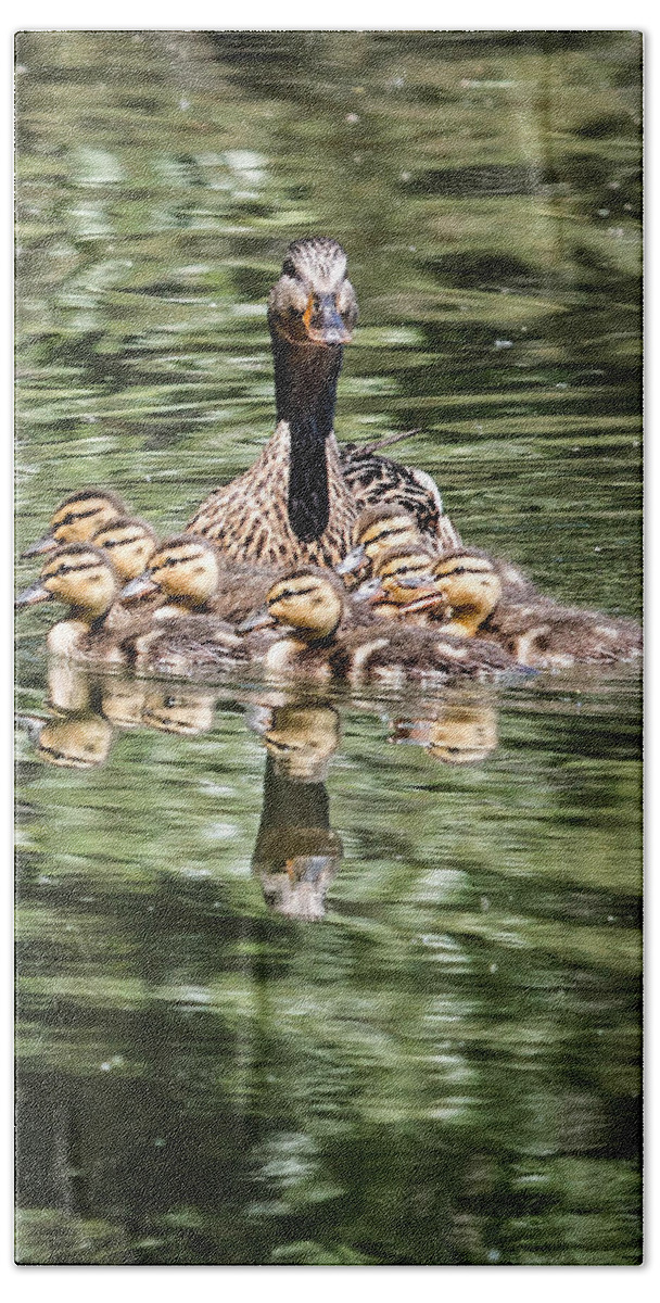 Anas Platyrhynchos Beach Sheet featuring the photograph Mallard Hen with Ducklings and Reflection by Dawn Key