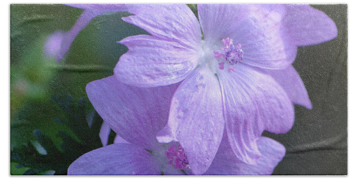 Mallow Beach Towel featuring the photograph Mallow Blossoms by Amy Porter