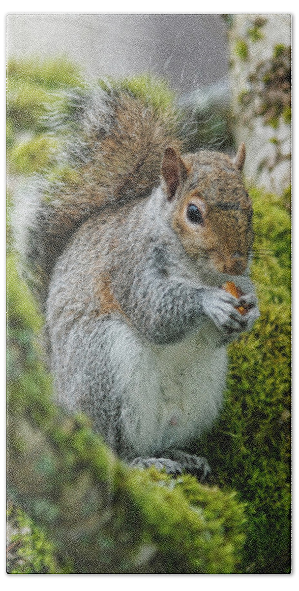 Squirrel Beach Towel featuring the photograph Man this is good by Ron Roberts