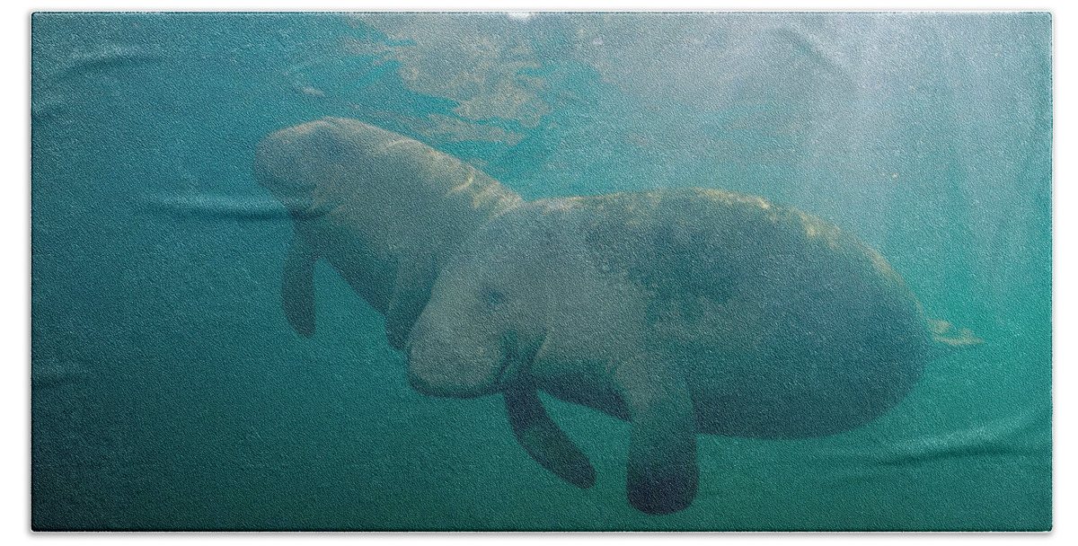 West Indian Manatee Beach Towel featuring the photograph Manatee Mother And Calf by Andrew J. Martinez