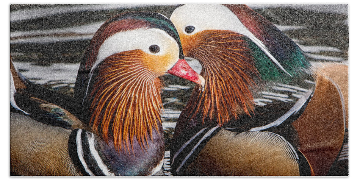 Aix Galericulata Beach Sheet featuring the photograph Mandarin Lovers by John Wadleigh