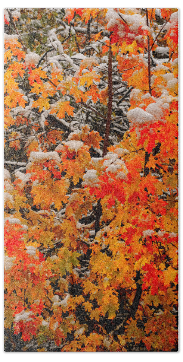 Maple Beach Sheet featuring the photograph Maple Glow Limited Edition by Greg Norrell