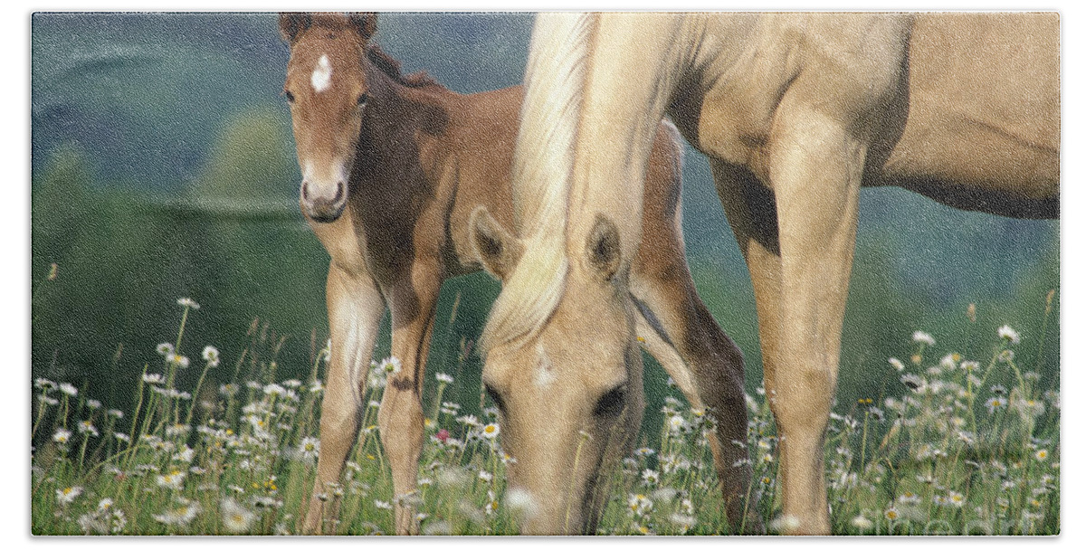 Horse Beach Towel featuring the photograph Mare And Foal In Meadow by Rolf Kopfle