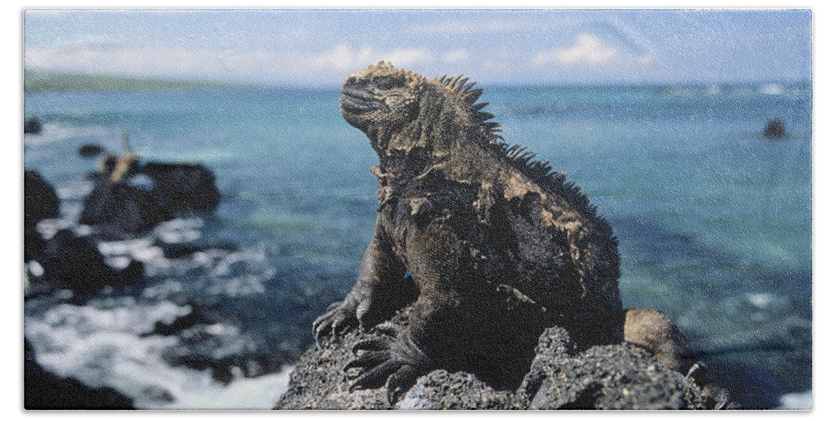 Feb0514 Beach Towel featuring the photograph Marine Iguana Basking Galapagos Islands by Konrad Wothe