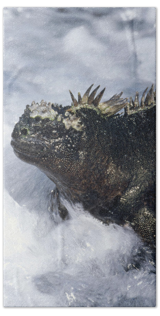 Feb0514 Beach Towel featuring the photograph Marine Iguana In Surf Galapagos Islands by Tui De Roy