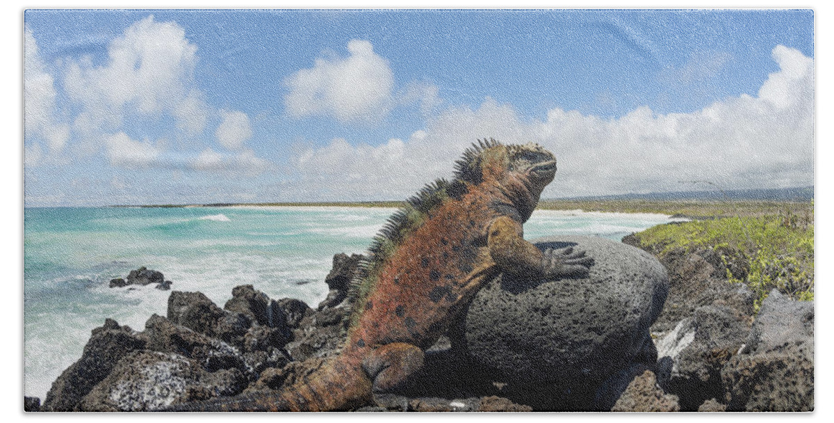 534130 Beach Towel featuring the photograph Marine Iguana Tortuga Bay Galapagos by Tui De Roy