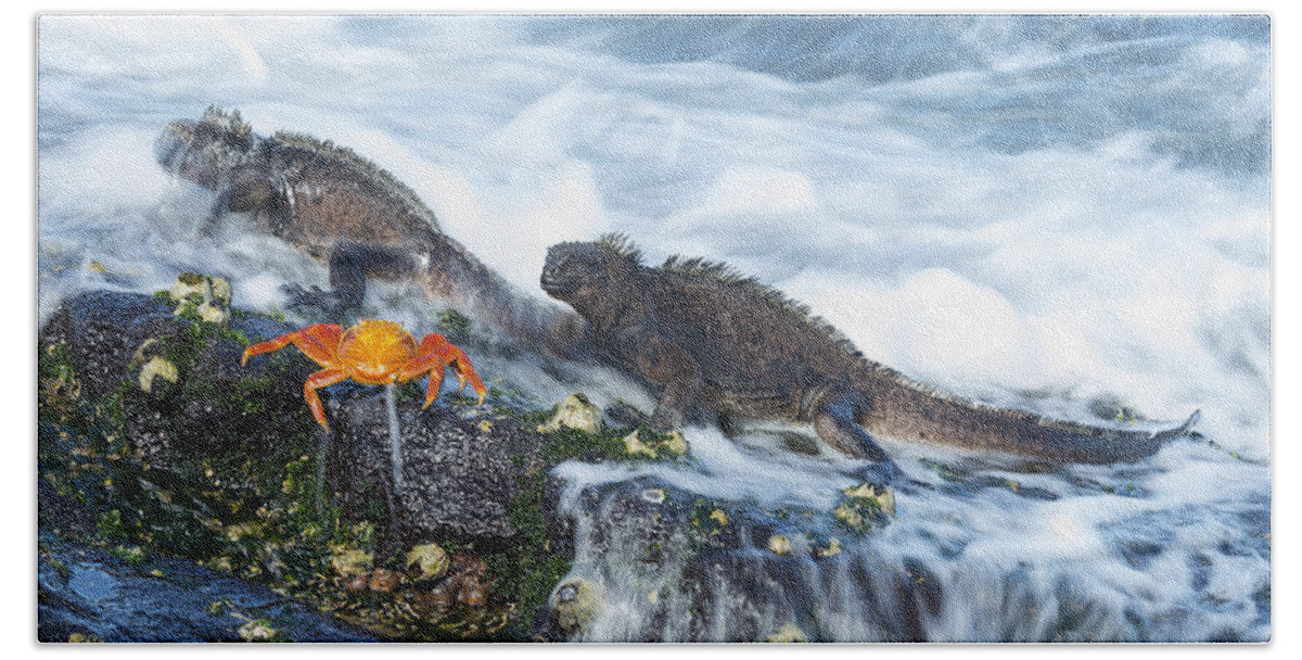 534121 Beach Towel featuring the photograph Marine Iguanas And Sally Lightfoot Crab by Tui De Roy