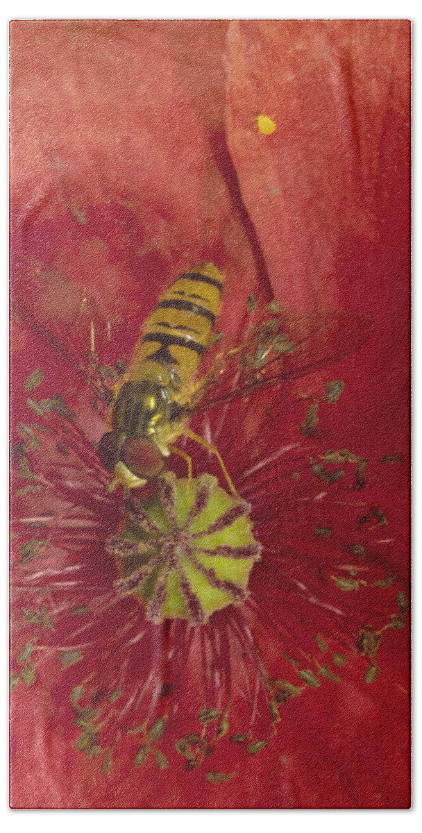 Feb0514 Beach Towel featuring the photograph Marmalade Hover Fly Collecting Pollen by Konrad Wothe