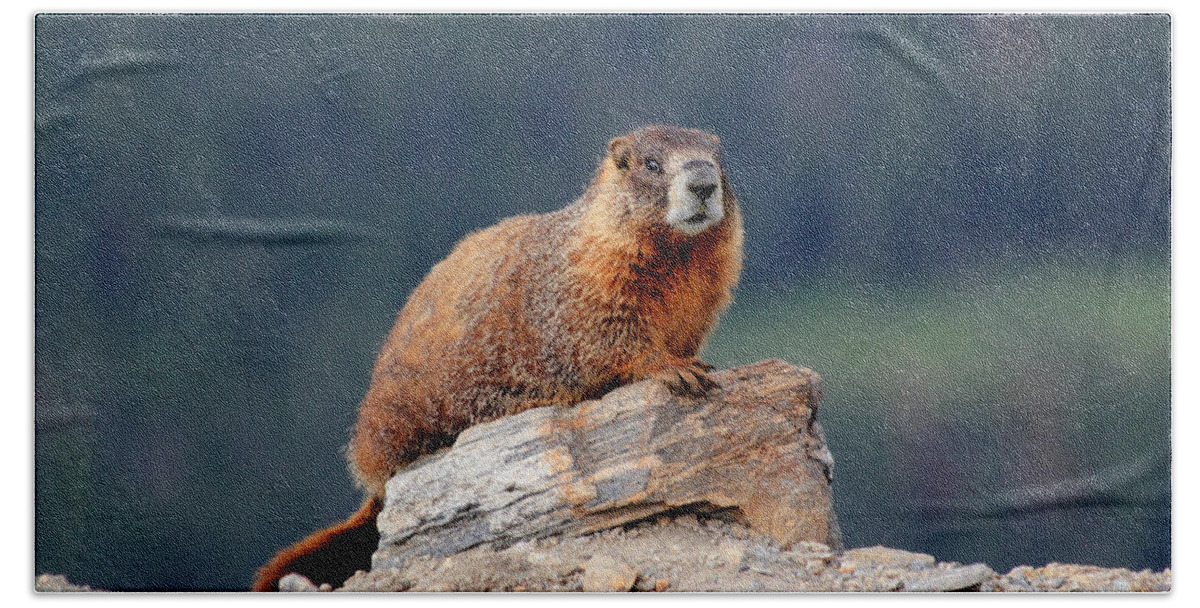 Marmot Beach Towel featuring the photograph Marmot by Shane Bechler