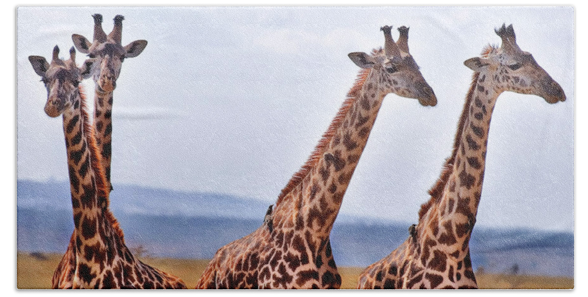 3scape Photos Beach Towel featuring the photograph Masai Giraffe by Adam Romanowicz