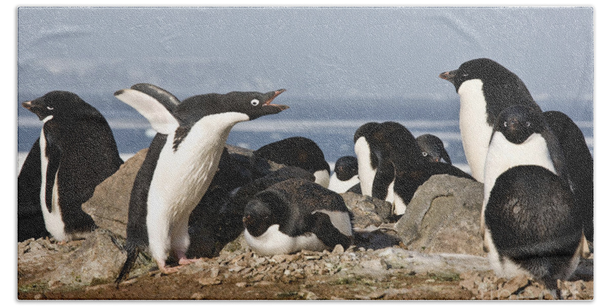 Southern Ocean Beach Towel featuring the photograph Mating Adelie Penguins by Greg Dimijian