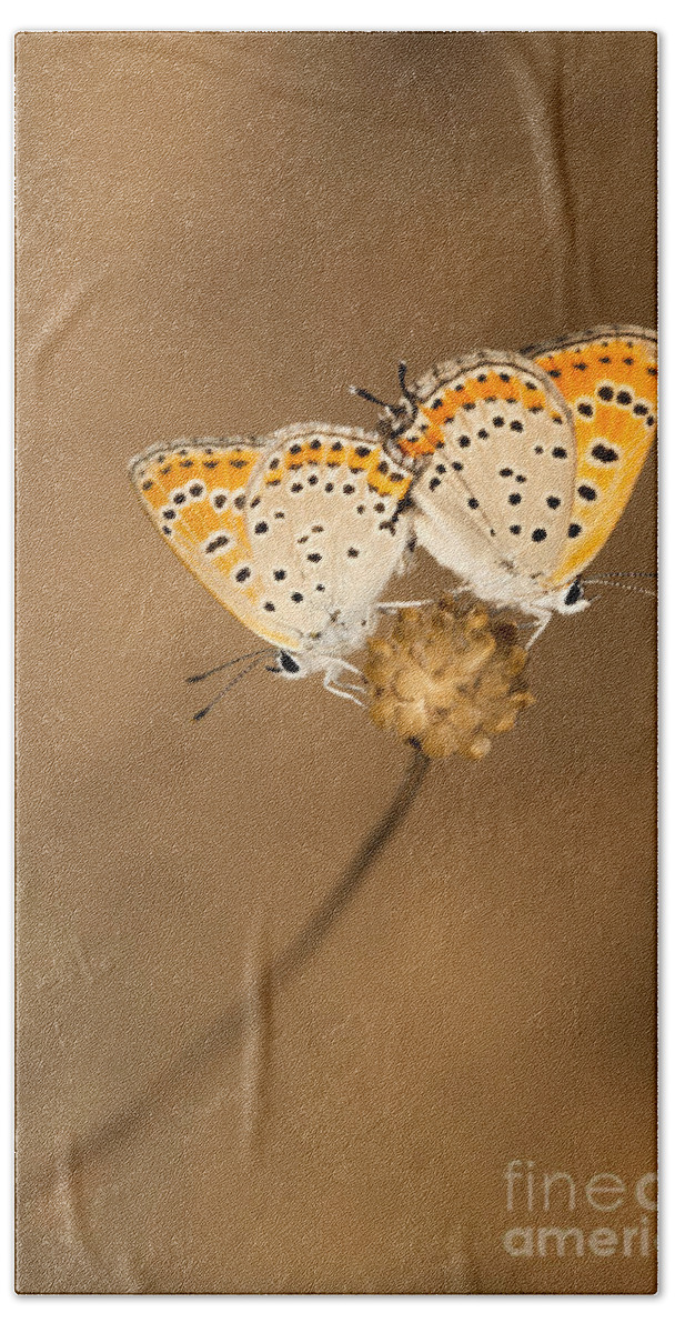 Mating Beach Towel featuring the photograph Mating butterflies by Alon Meir