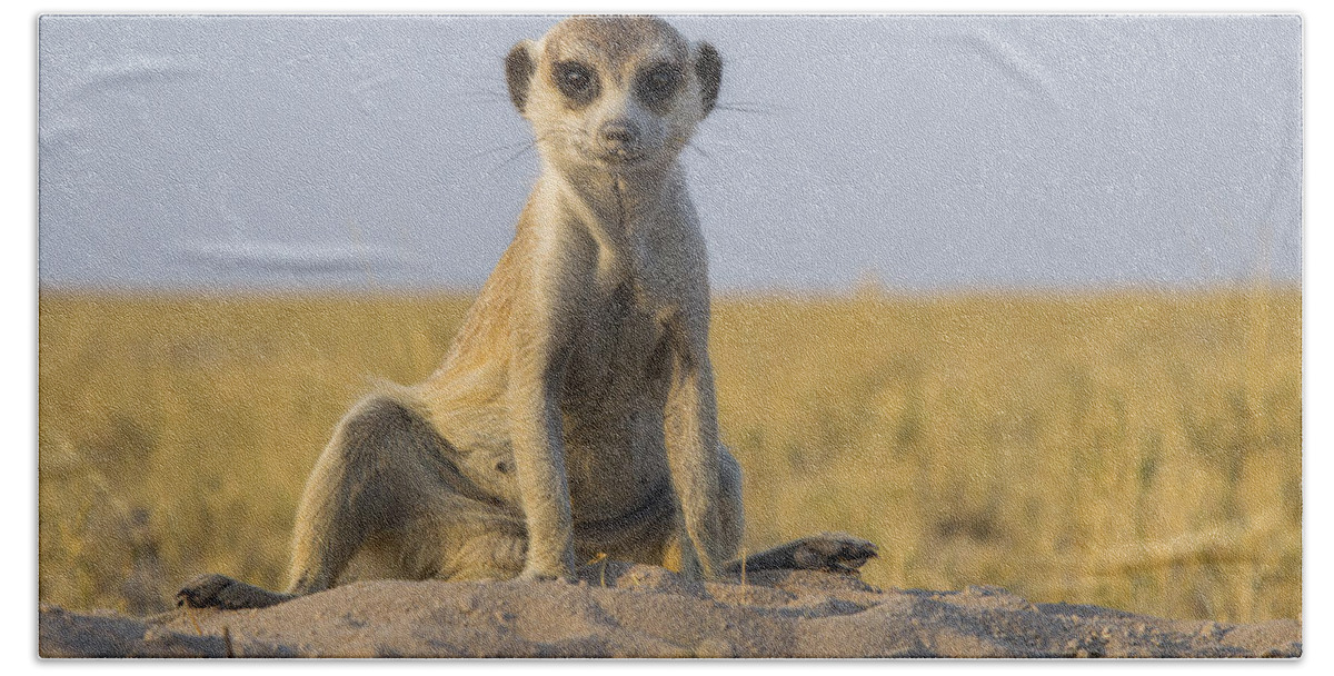 537218 Beach Towel featuring the photograph Meerkat Sitting Near Burrow Botswana by Vincent Grafhorst