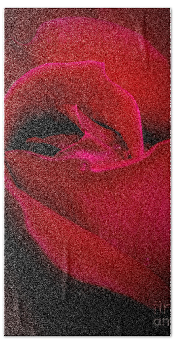 Midnight Rose Beach Towel featuring the photograph Midnight Rose by Michael Arend