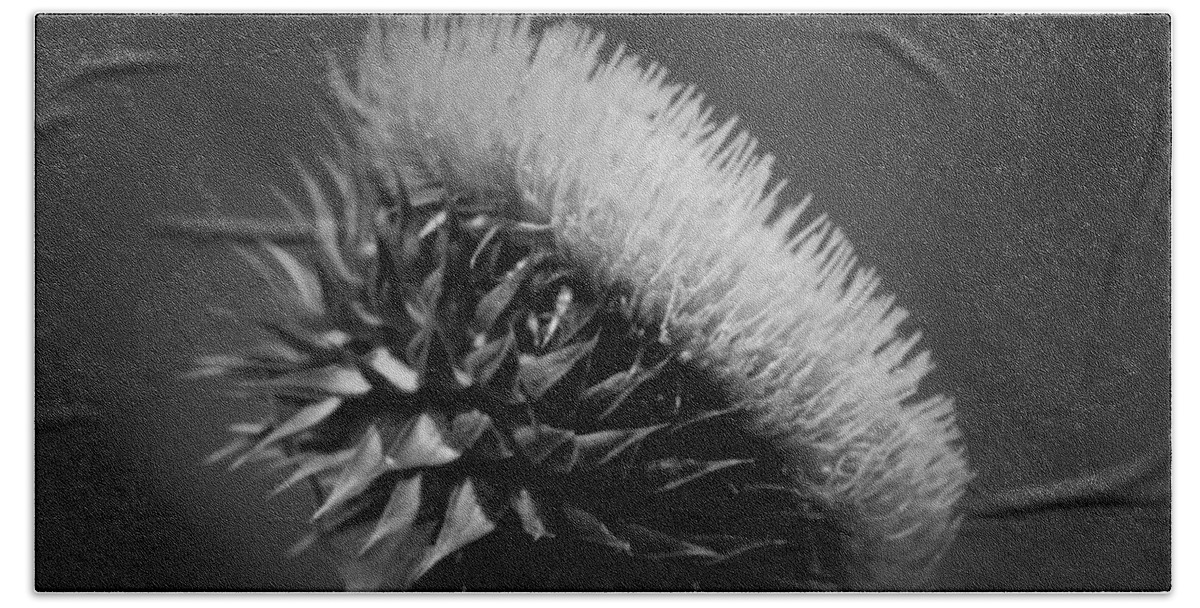 Milk Thistle Bw Beach Towel featuring the photograph Milk Thistle BW by Maria Urso