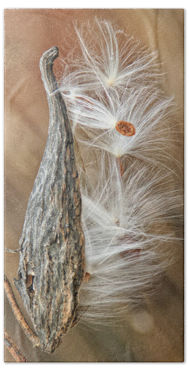 Nature Beach Towel featuring the photograph Milkweed Pod and Seeds by William Selander