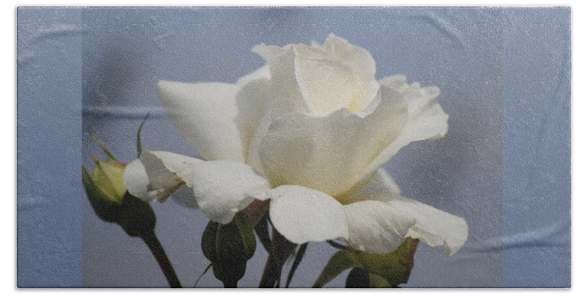 White Rose Beach Towel featuring the photograph Minnie's Rose 2 by Susan Stevens Crosby