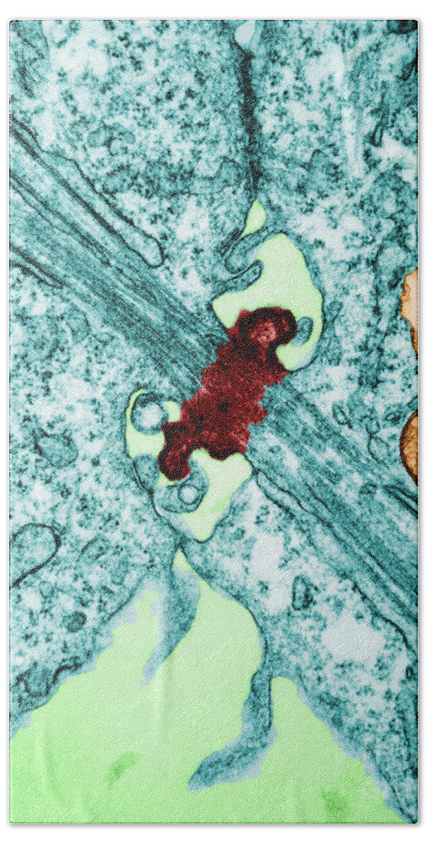 Biology Beach Towel featuring the photograph Mitosis by David M Phillips