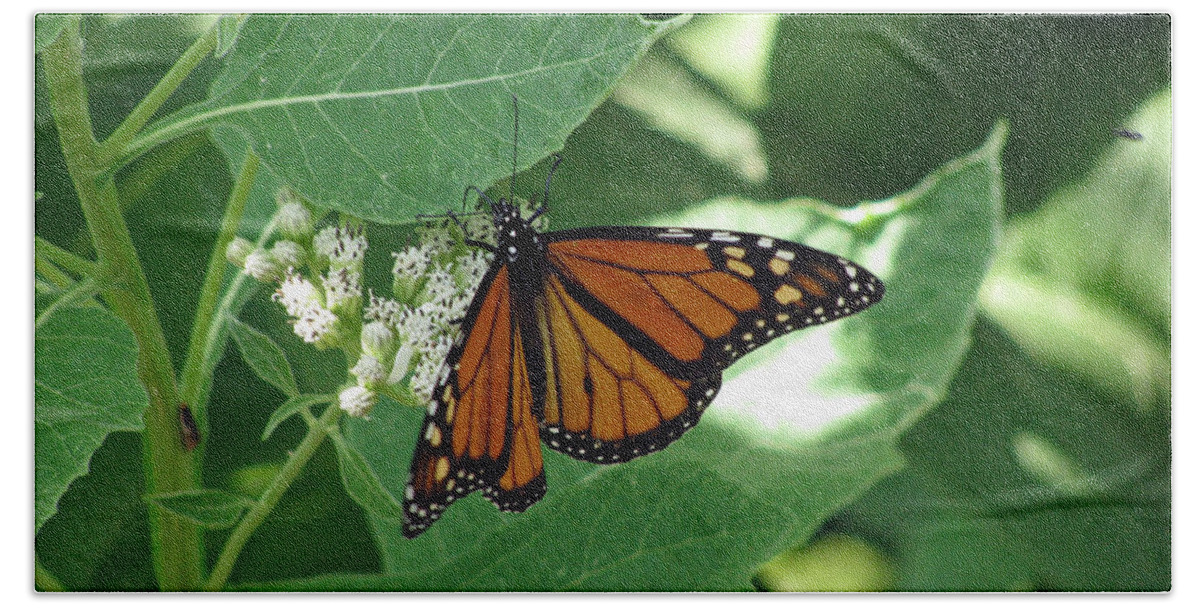 Butterfly Beach Towel featuring the photograph Monarch Butterfly 41 by Pamela Critchlow