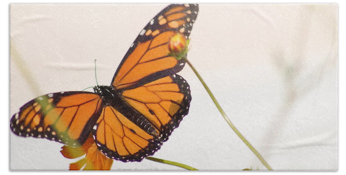 Animal Beach Sheet featuring the photograph Monarch Butterfly In Flight by Richard J Thompson