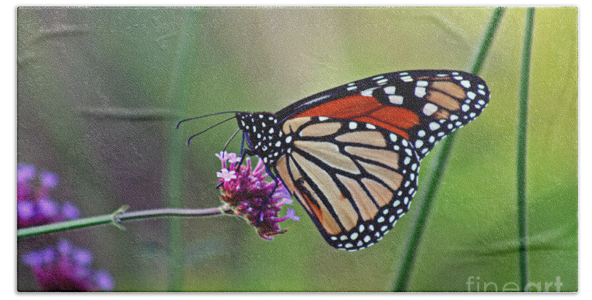 Monarch Beach Sheet featuring the photograph Monarch Butterfly in Garden by Karen Adams