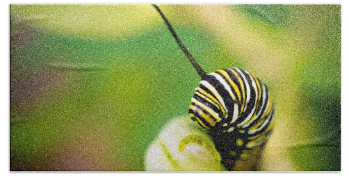 Striped Caterpillar Beach Towel featuring the photograph Monarch Offspring Squared by TK Goforth