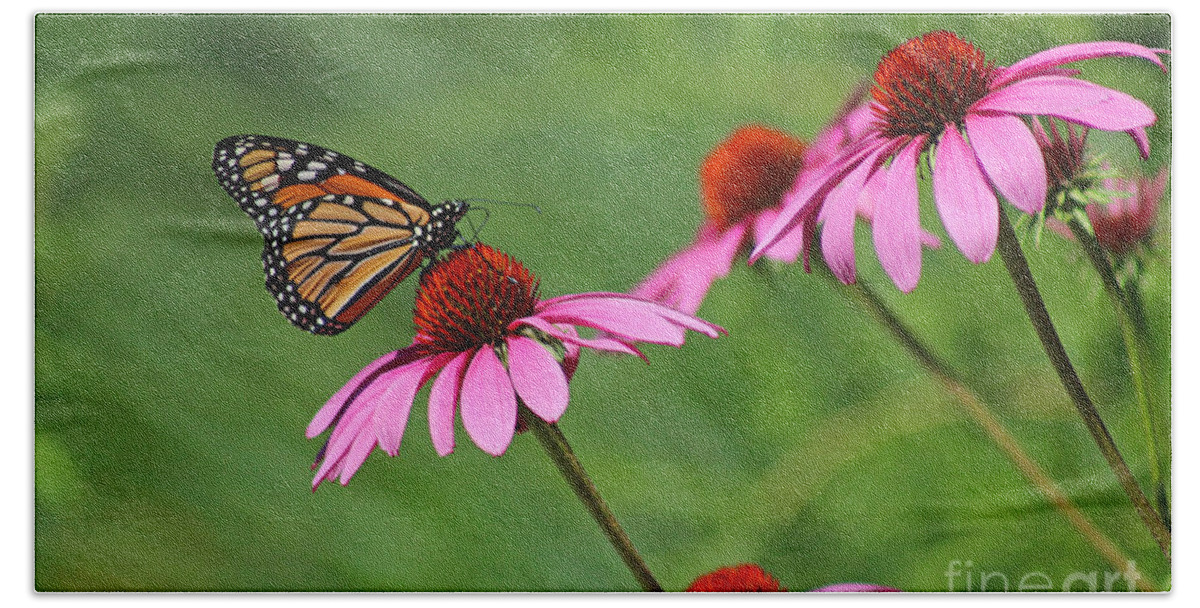 Monarch Beach Sheet featuring the photograph Monarch on Garden Coneflowers by Karen Adams