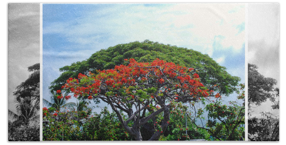 Nature Beach Sheet featuring the photograph Monkey Pod Trees - Kona Hawaii by Paulette B Wright