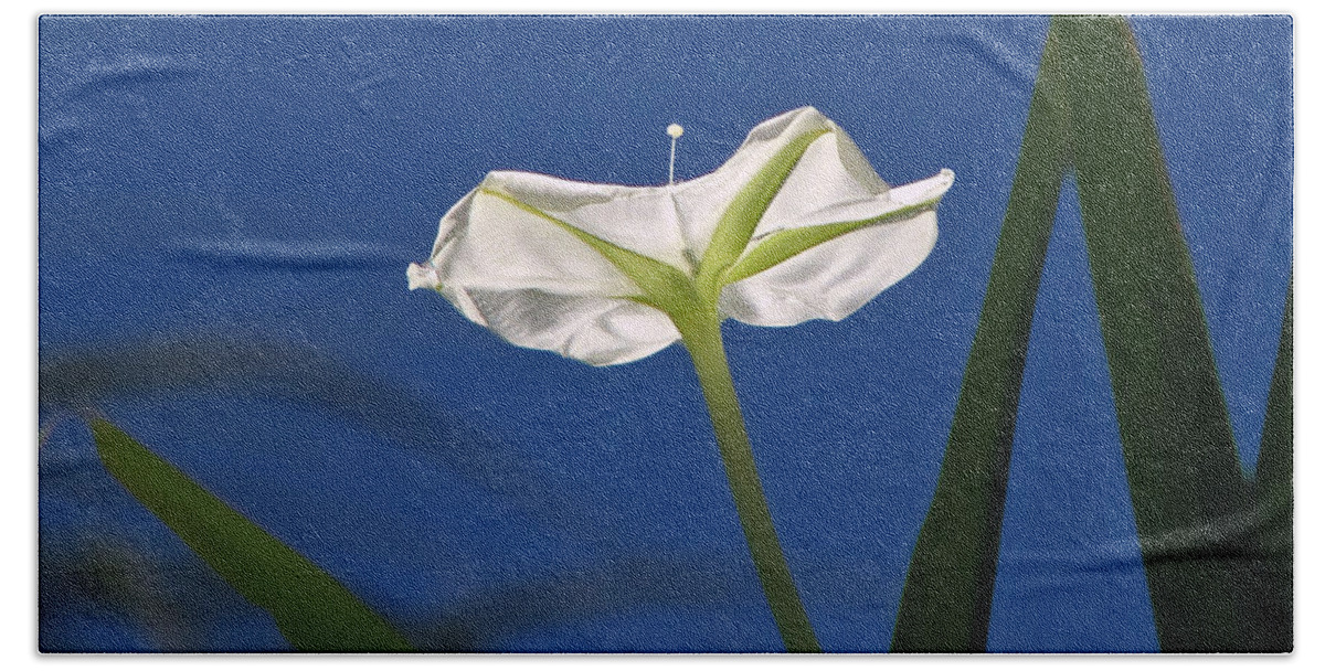 Moonflower Beach Towel featuring the photograph Moonflower by Peggy Urban