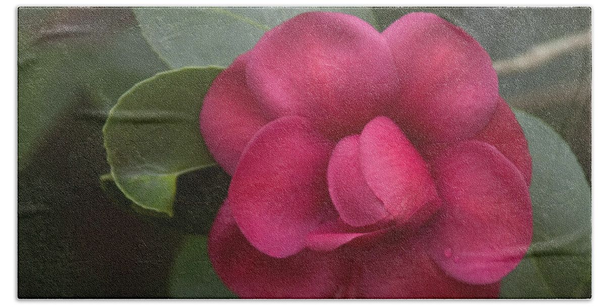 Magnolia Plantation Beach Towel featuring the photograph Morning Camellia by Penny Lisowski