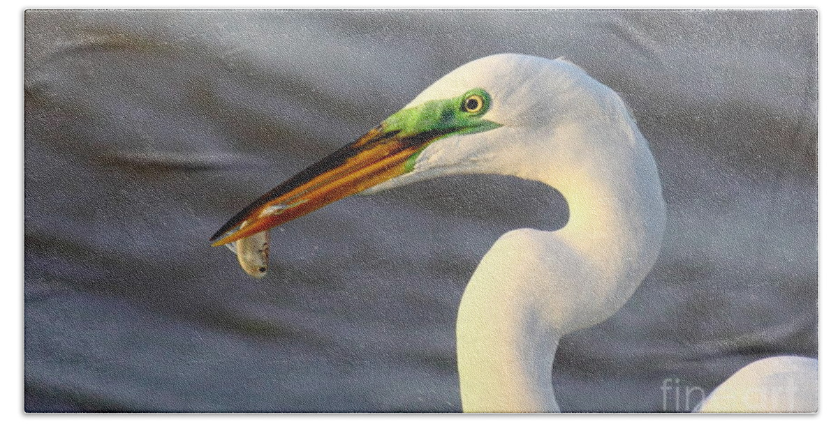 Animal Beach Towel featuring the photograph Morning's Catch by Robert Frederick