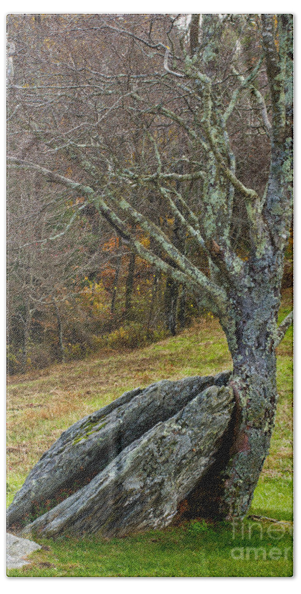 Tree Beach Towel featuring the photograph Moss covered tree holding a rock by Les Palenik