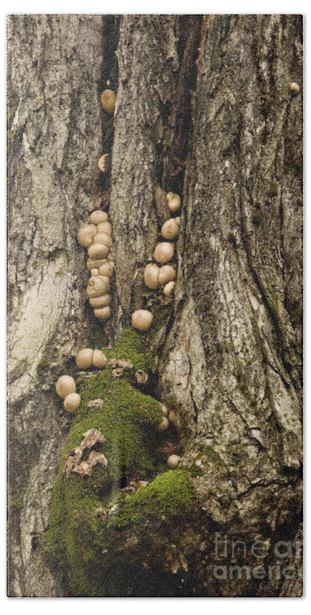 Fungus Beach Sheet featuring the photograph Moss-shrooms on a Tree by Carol Lynn Coronios