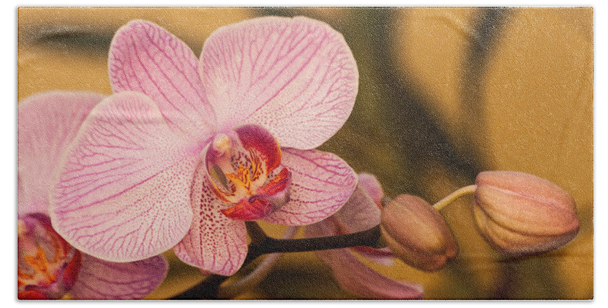 Blossom Beach Sheet featuring the photograph Moth Orchid by Ed Gleichman