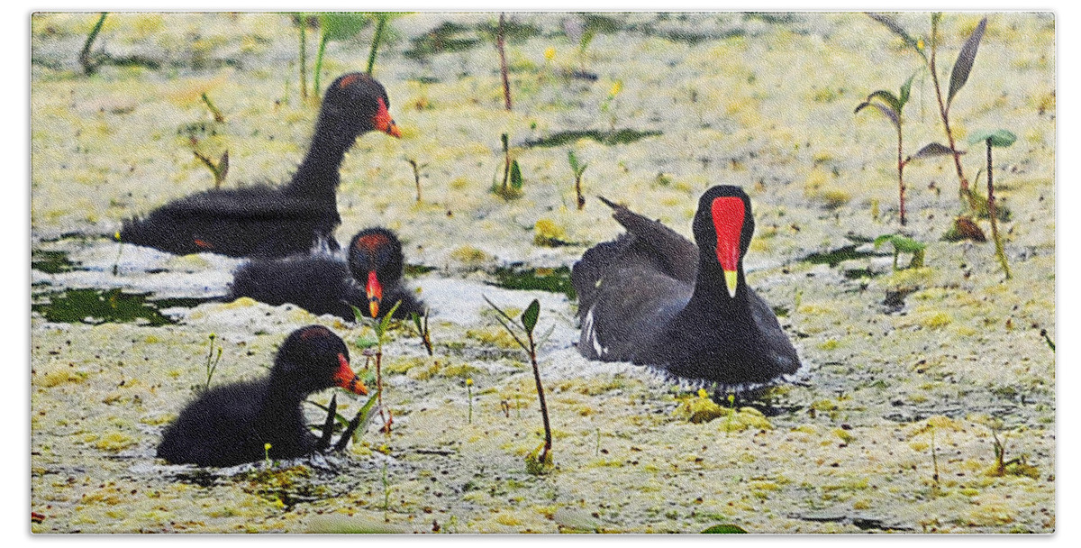 Moorhen Beach Towel featuring the photograph Mother Moorhen and Bald Babies by Al Powell Photography USA