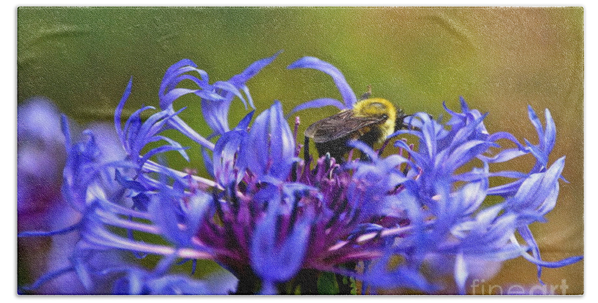Mountain Cornflower Beach Towel featuring the photograph Mountain Cornflower and Bumble Bee by Byron Varvarigos