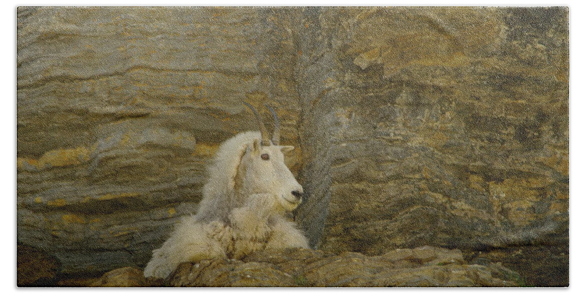 Mountain Goat Beach Towel featuring the photograph Mountain Goat by Jeff Swan