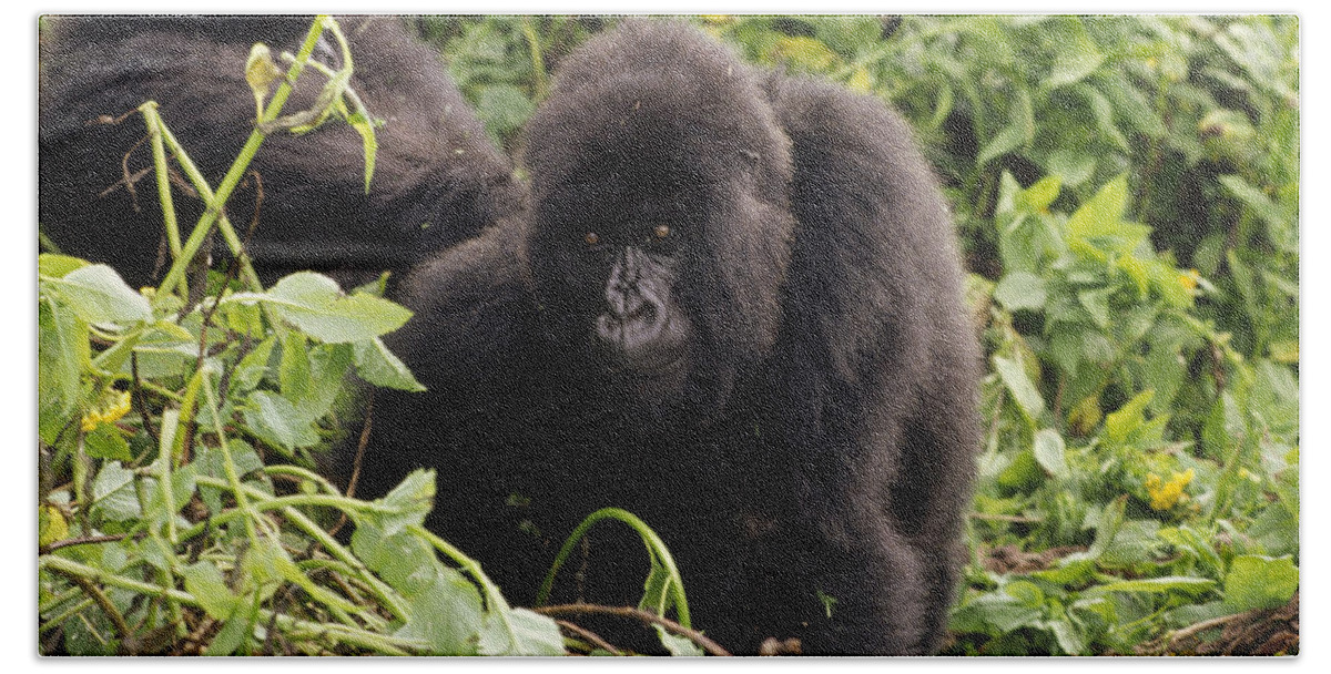 Feb0514 Beach Towel featuring the photograph Mountain Gorilla Female Virunga by Gerry Ellis