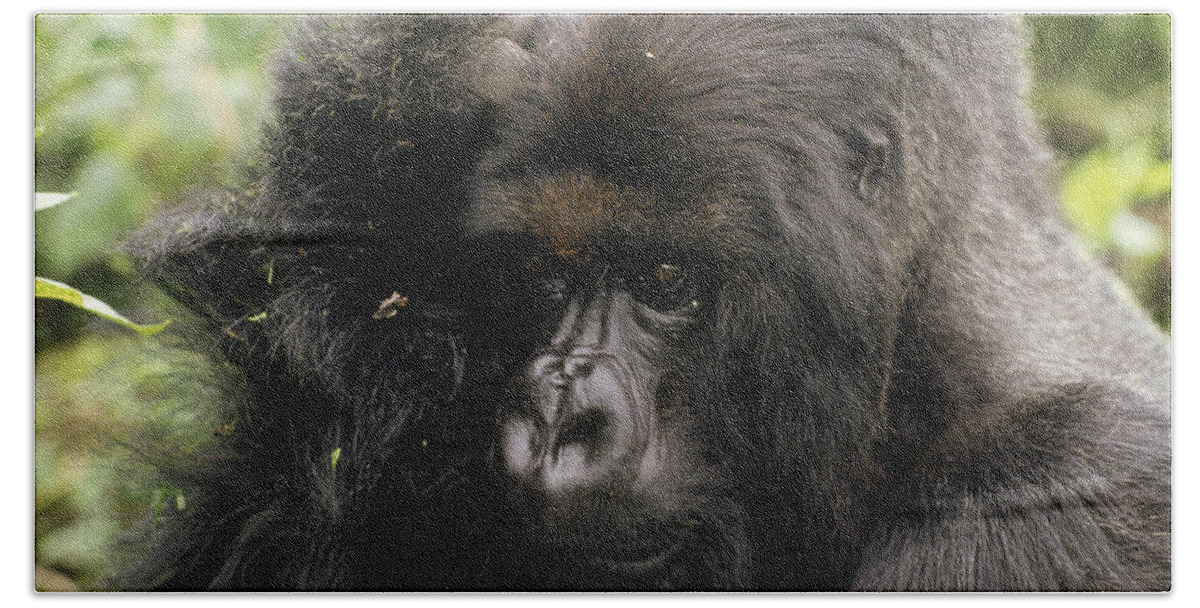 Feb0514 Beach Towel featuring the photograph Mountain Gorilla Male Virunga Mts by Gerry Ellis