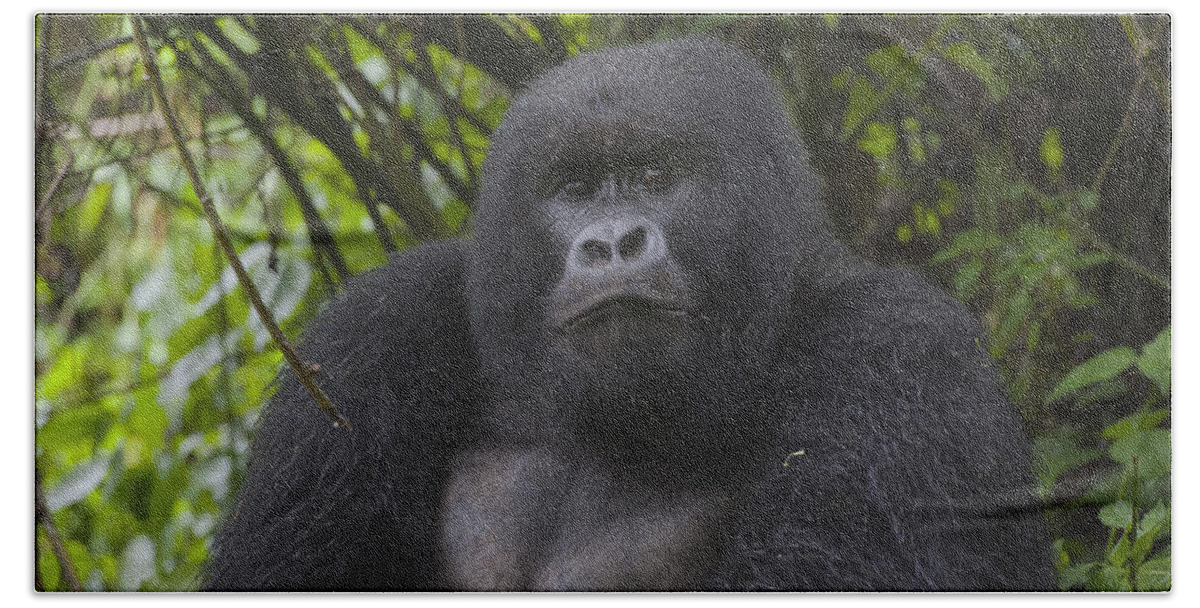 Feb0514 Beach Towel featuring the photograph Mountain Gorilla Sub-adult Male Rwanda by D. & E. Parer-Cook