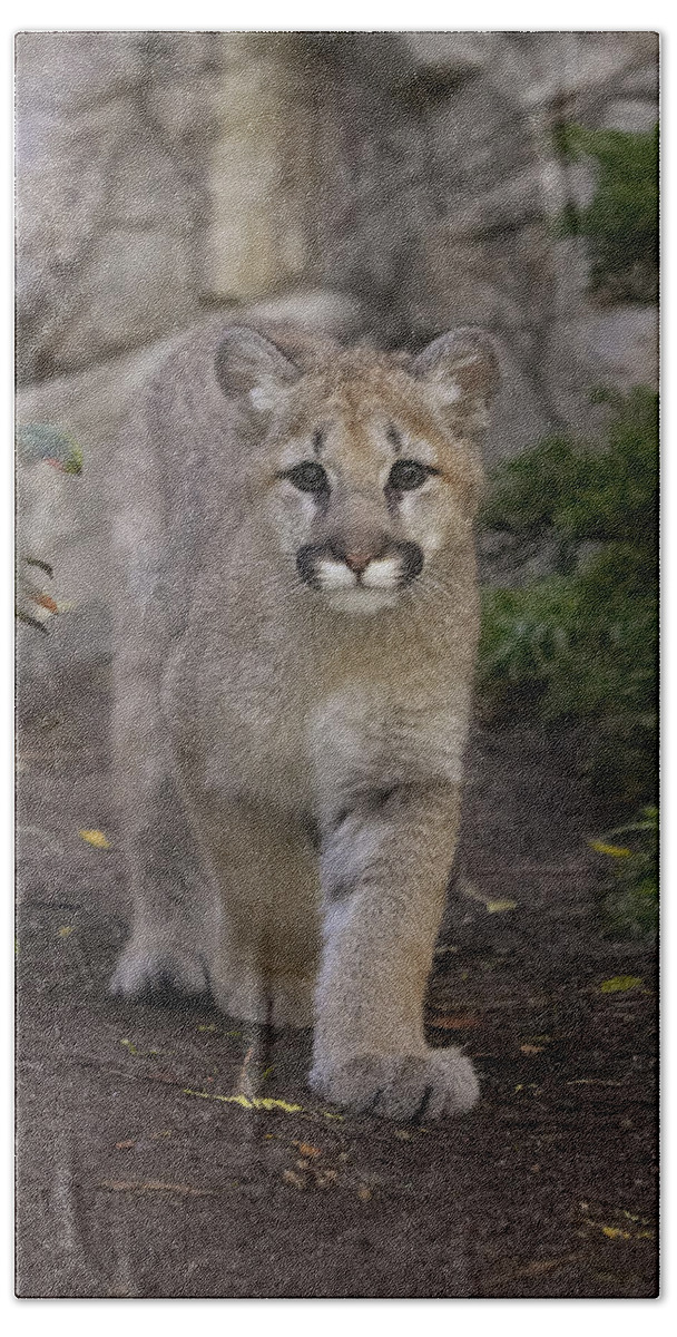 Feb0514 Beach Towel featuring the photograph Mountain Lion Cub Walking by San Diego Zoo