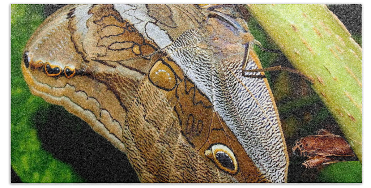 Nature Beach Towel featuring the photograph Mournful Owl Butterfly by Amy McDaniel