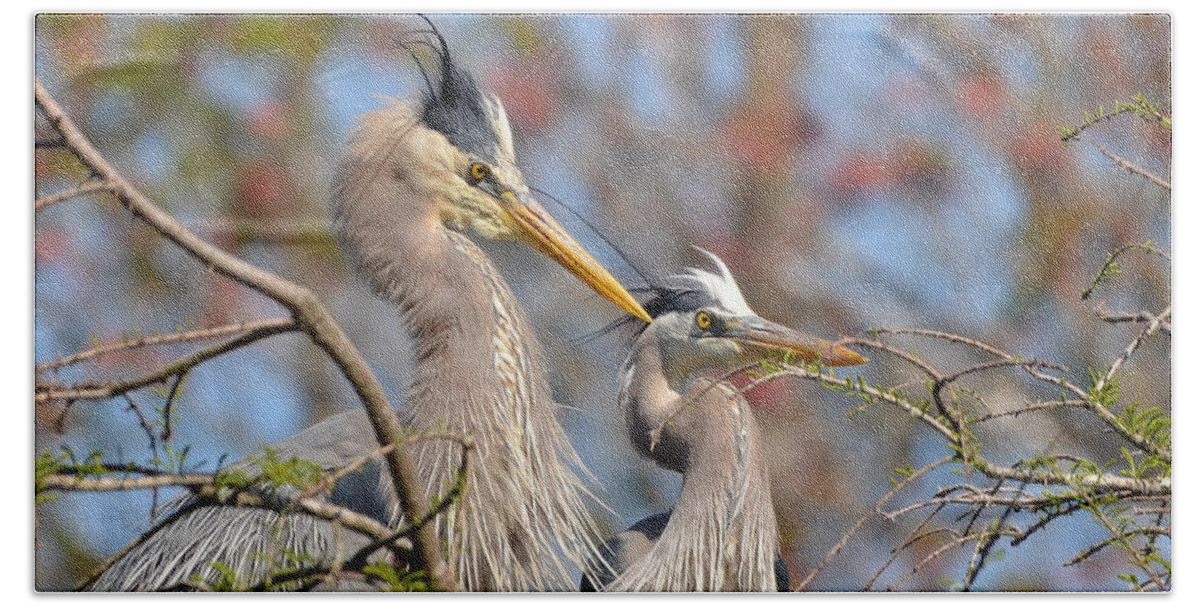 Heron Beach Towel featuring the photograph Mr. And Mrs. by Kathy Baccari