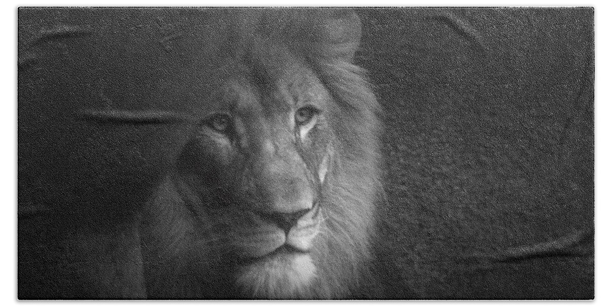 Animals Beach Towel featuring the photograph Mr Lion in Black and White by Thomas Woolworth