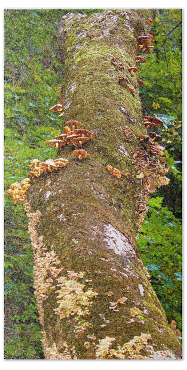 Tree Beach Sheet featuring the photograph Mushroom's Kingdom by Milena Ilieva