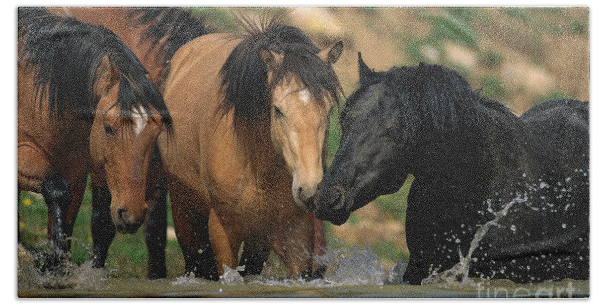 00340043 Beach Towel featuring the photograph Mustangs At Waterhole In Summer by Yva Momatiuk and John Eastcott