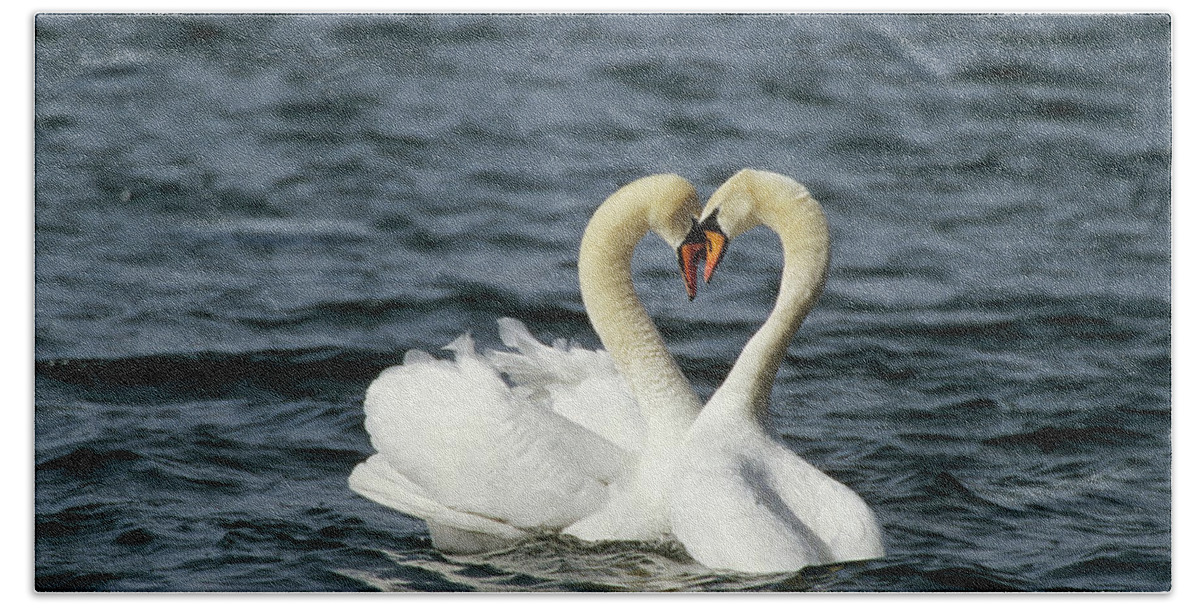 00196071 Beach Towel featuring the photograph Mute Swan Affectionate Pair by Konrad Wothe