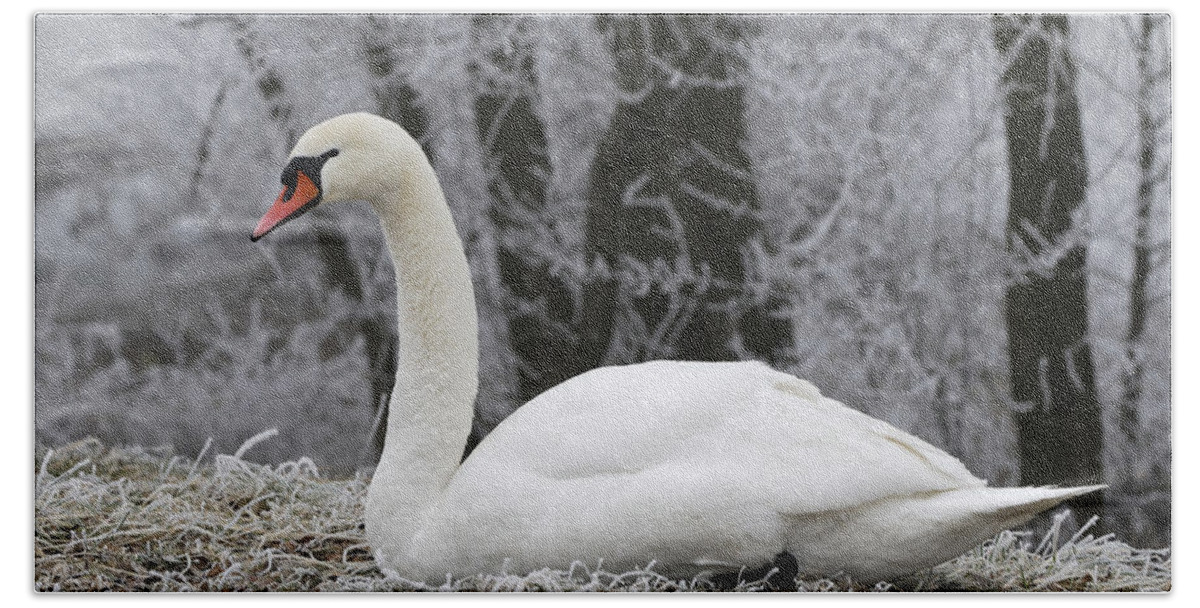 Feb0514 Beach Towel featuring the photograph Mute Swan Switzerland by Thomas Marent