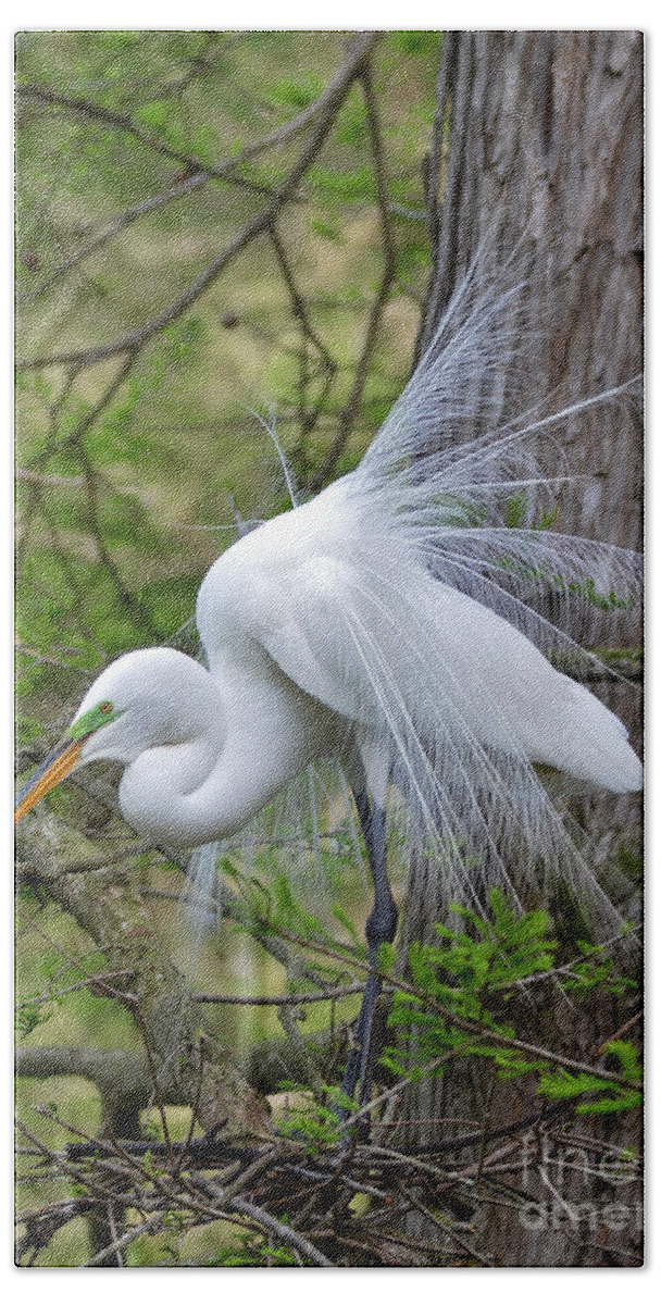 Egret Beach Towel featuring the photograph My Beautiful Plumage by Kathy Baccari