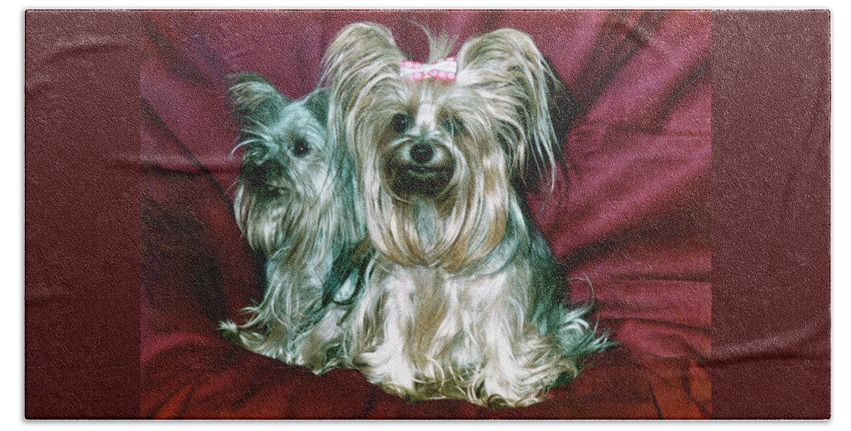 Yorkshire Terrier Dogs Beach Towel featuring the photograph MY Friends Yorkies by Phyllis Kaltenbach